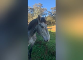 PRE, Semental, 3 años, 170 cm, Tordo