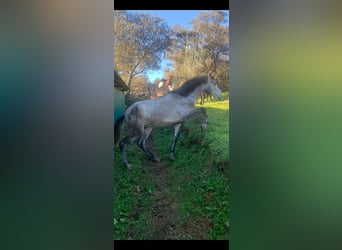 PRE, Semental, 3 años, 170 cm, Tordo