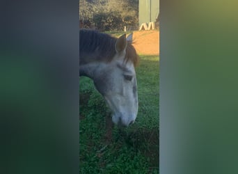 PRE, Semental, 3 años, 170 cm, Tordo