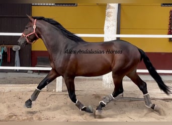 PRE Mestizo, Semental, 3 años, 171 cm, Castaño oscuro