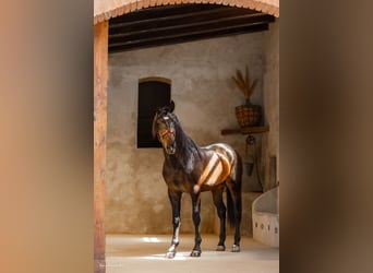 PRE Mestizo, Semental, 3 años, 171 cm, Dunalino (Cervuno x Palomino)