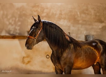 PRE Mestizo, Semental, 3 años, 171 cm, Dunalino (Cervuno x Palomino)