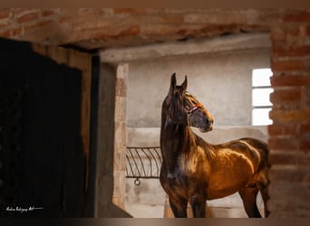 PRE Mestizo, Semental, 3 años, 171 cm, Dunalino (Cervuno x Palomino)
