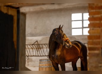 PRE Mestizo, Semental, 3 años, 171 cm, Dunalino (Cervuno x Palomino)