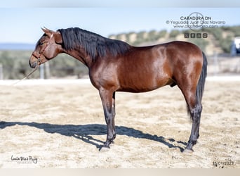 PRE Mestizo, Semental, 3 años, 172 cm, Castaño