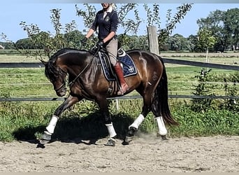 PRE Mestizo, Semental, 3 años, 172 cm, Castaño