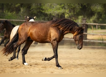 PRE Mestizo, Semental, 3 años, 172 cm, Castaño PRE Mestizo, Semental, 3 años, 172 cm, Castaño
