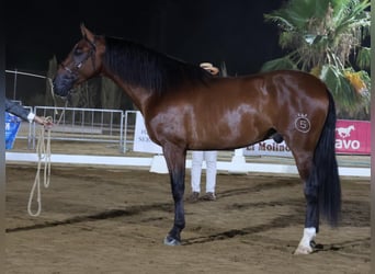 PRE Mestizo, Semental, 3 años, 172 cm, Castaño