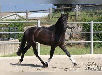 PRE, Semental, 3 años, 172 cm, Negro