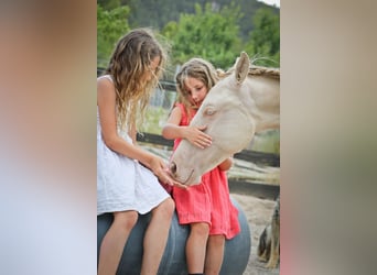 PRE Mestizo, Semental, 3 años, 172 cm, Perlino