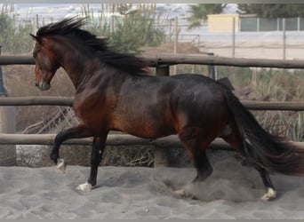 PRE Mestizo, Semental, 3 años, 173 cm