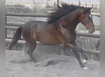 PRE Mestizo, Semental, 3 años, 173 cm