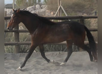 PRE Mestizo, Semental, 3 años, 173 cm