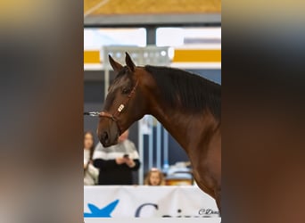 PRE Mestizo, Semental, 3 años, 173 cm, Castaño claro