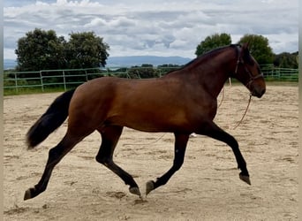 PRE Mestizo, Semental, 3 años, 173 cm, Castaño claro