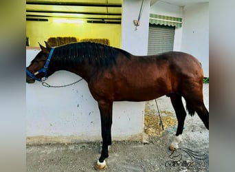 PRE, Semental, 3 años, 174 cm, Castaño