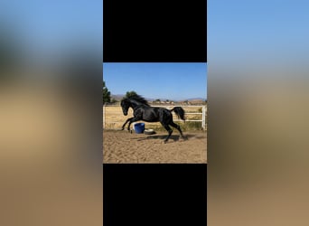 PRE, Semental, 3 años, 175 cm, Tordo