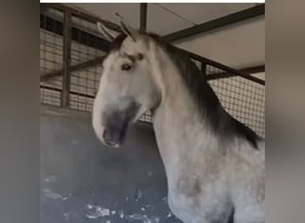 PRE Mestizo, Semental, 3 años, 175 cm, Tordo