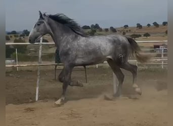 PRE Mestizo, Semental, 3 años, 175 cm, Tordo
