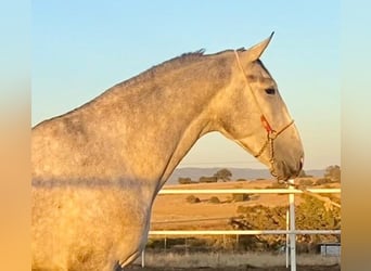 PRE Mestizo, Semental, 3 años, 175 cm, Tordo
