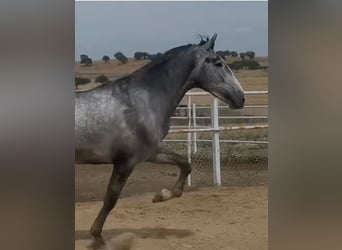 PRE Mestizo, Semental, 3 años, 175 cm, Tordo