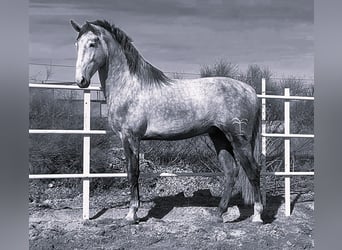PRE Mestizo, Semental, 3 años, 175 cm, Tordo