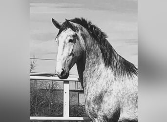 PRE Mestizo, Semental, 3 años, 175 cm, Tordo