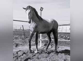 PRE Mestizo, Semental, 3 años, 175 cm, Tordo