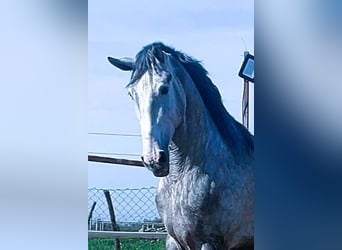 PRE Mestizo, Semental, 3 años, 175 cm, Tordo