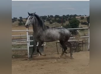 PRE Mestizo, Semental, 3 años, 175 cm, Tordo
