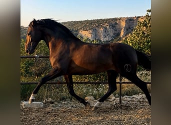 PRE, Semental, 3 años, 176 cm, Castaño