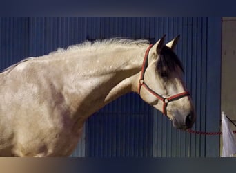 PRE Mestizo, Semental, 3 años, 178 cm, Buckskin/Bayo