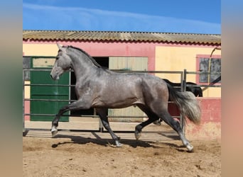 PRE Mestizo, Semental, 3 años, 178 cm, Tordo