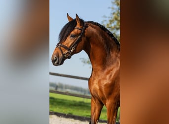 PRE Mestizo, Semental, 3 años, Castaño