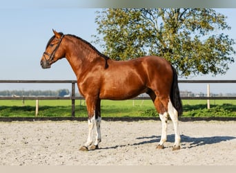 PRE Mestizo, Semental, 3 años, Castaño