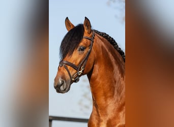 PRE Mestizo, Semental, 3 años, Castaño