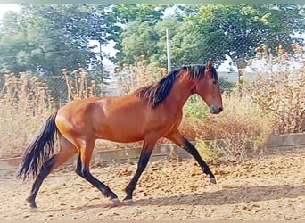 PRE, Semental, 3 años, Castaño rojizo