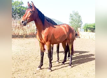 PRE, Semental, 3 años, Castaño rojizo