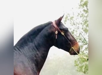 PRE Mestizo, Semental, 3 años, Castaño rojizo