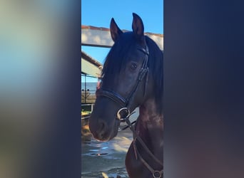 PRE Mestizo, Semental, 3 años, Negro