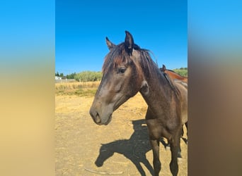 PRE, Semental, 3 años, Tordo rodado