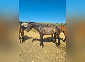 PRE, Semental, 3 años, Tordo rodado