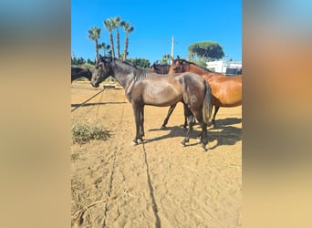 PRE, Semental, 3 años, Tordo rodado