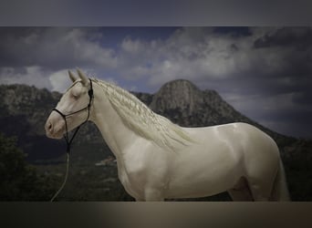 PRE Mestizo, Semental, 4 años, 147 cm, Cremello