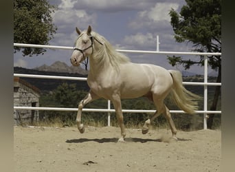 PRE Mestizo, Semental, 4 años, 147 cm, Cremello
