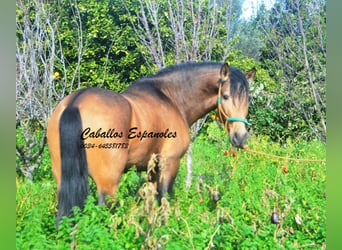 PRE Mestizo, Semental, 4 años, 149 cm, Buckskin/Bayo