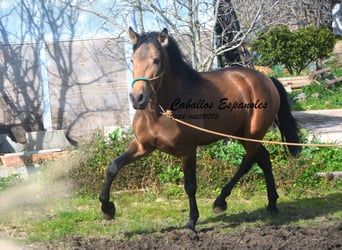 PRE Mestizo, Semental, 4 años, 149 cm, Buckskin/Bayo