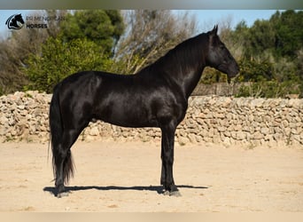 PRE Mestizo, Semental, 4 años, 152 cm, Negro