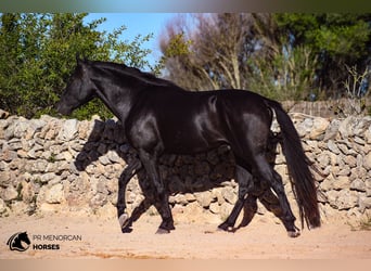 PRE Mestizo, Semental, 4 años, 152 cm, Negro