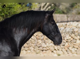 PRE Mestizo, Semental, 4 años, 152 cm, Negro